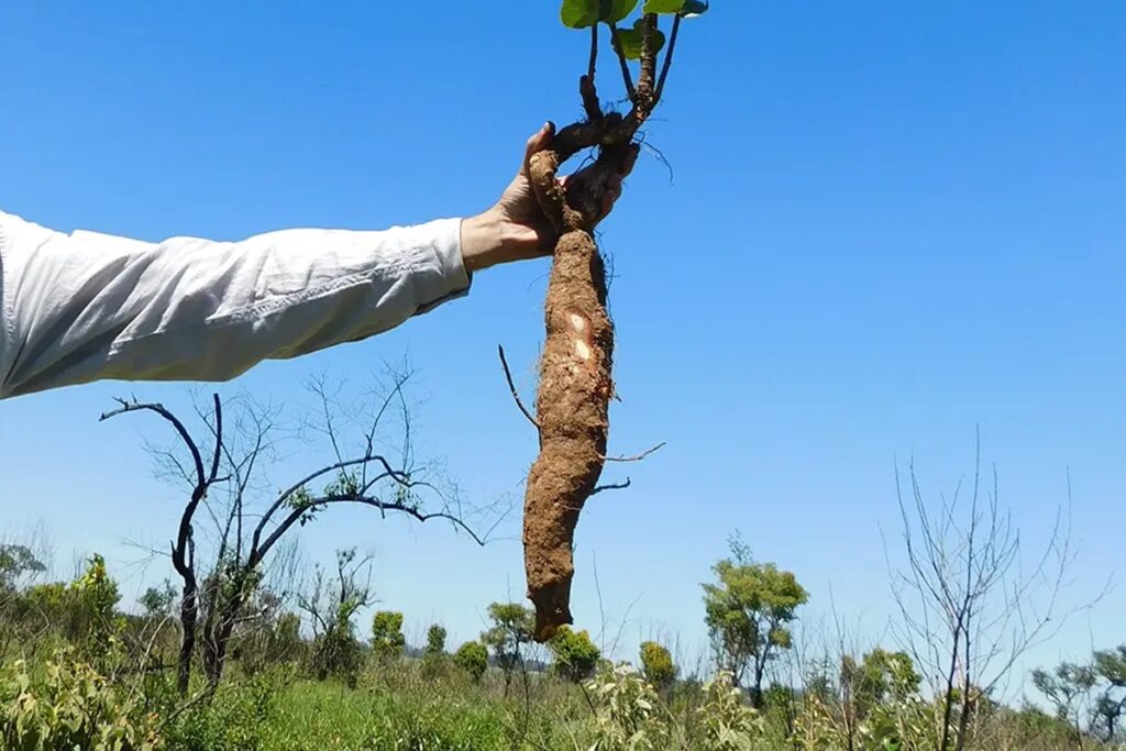 estudo-encontra-plantas-rasteiras-com-mais-de-100-anos-no-cerrado