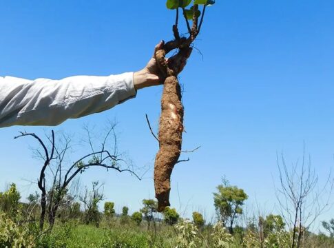 estudo-encontra-plantas-rasteiras-com-mais-de-100-anos-no-cerrado