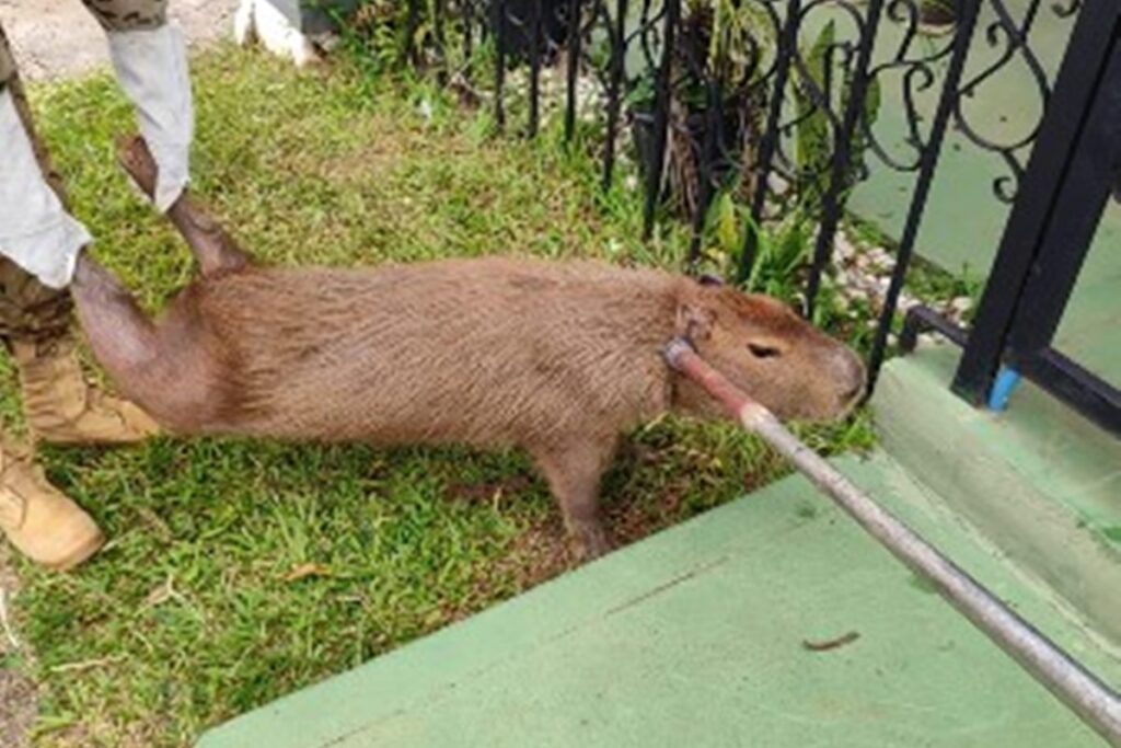 capivara-“invade”-embaixada-de-cuba-e-e-resgata-pela-pmdf.-veja-video