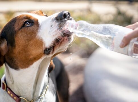 como-proteger-caes-e-gatos-no-calor:-6-orientacoes-essenciais