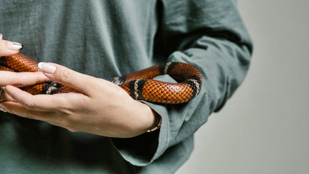cobra-como-pet?-veterinaria-explica-o-que-e-necessario-e-os-riscos