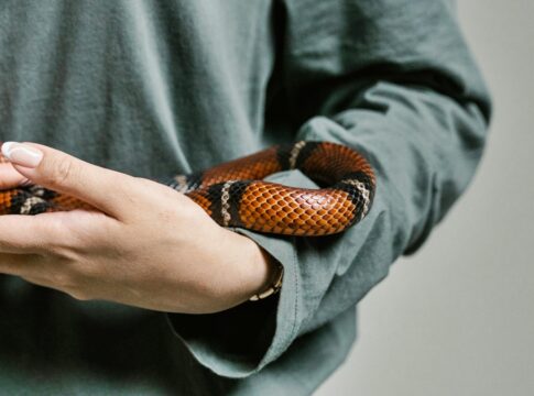 cobra-como-pet?-veterinaria-explica-o-que-e-necessario-e-os-riscos
