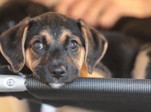 convivio-com-animais-e-acoes educativas ensinam-a-combater-violencia