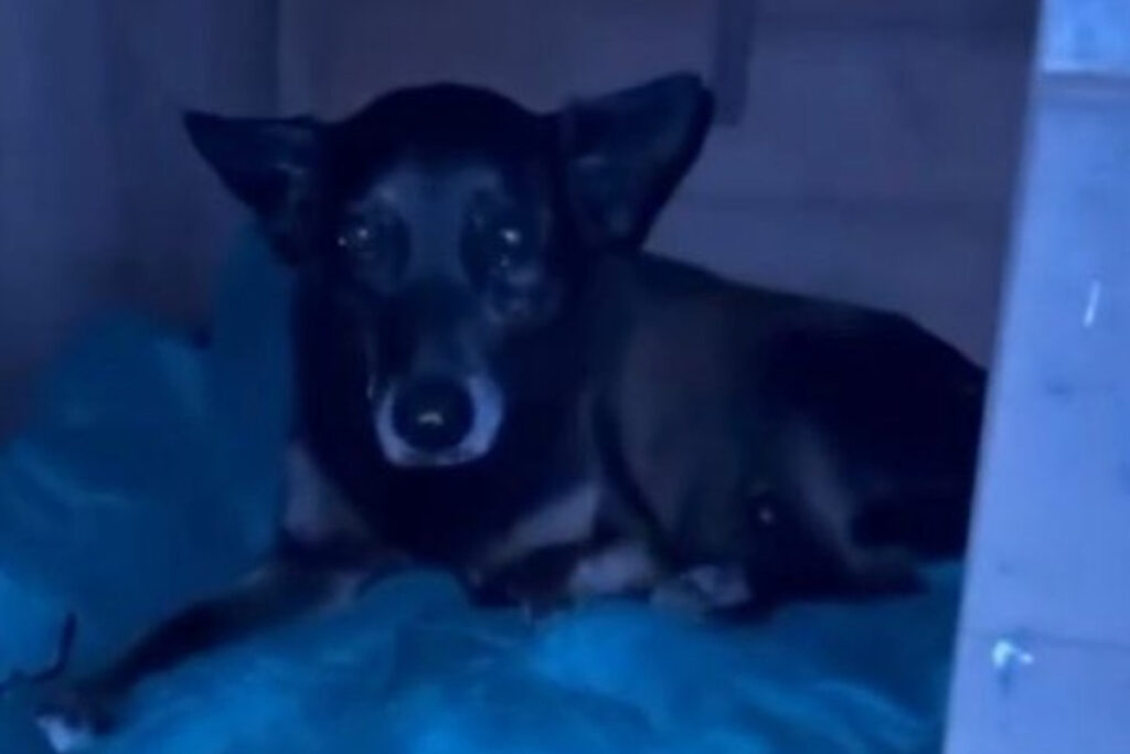 policia-apura-fake-news-que-ligou-adolescente-a-morte-do-cao-orelha