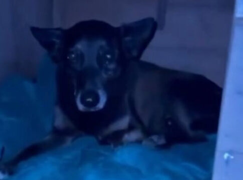 policia-apura-fake-news-que-ligou-adolescente-a-morte-do-cao-orelha