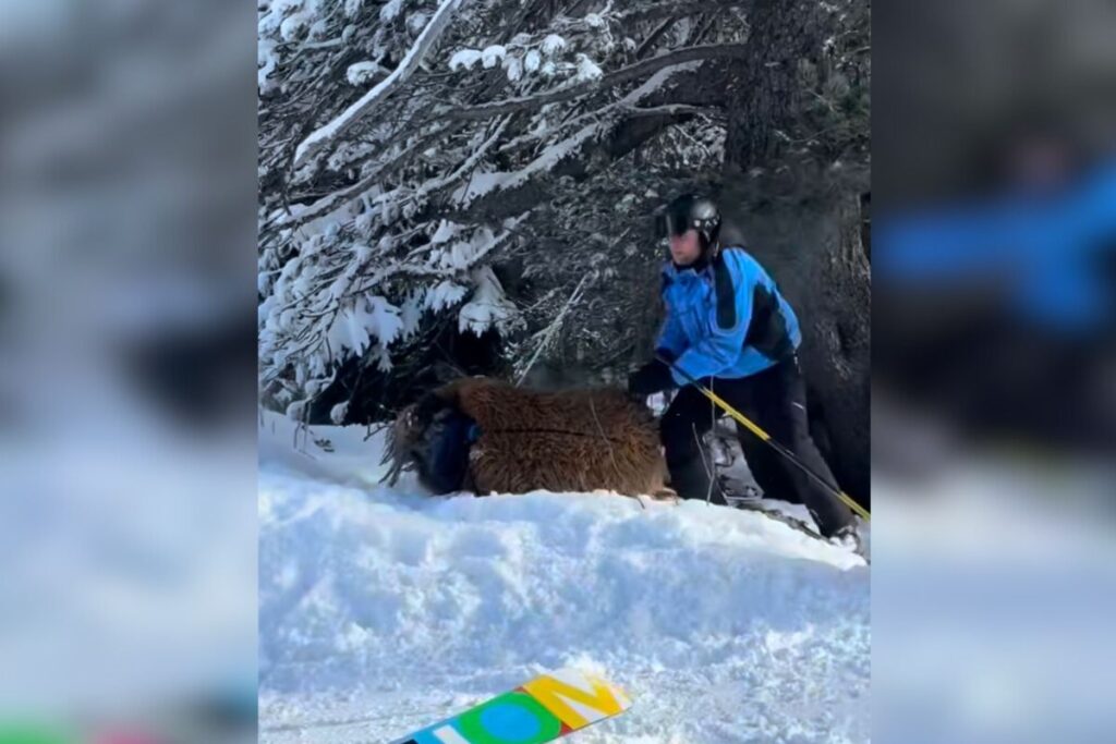 brasileiro-fantasiado-de-chewbacca-e-agredido-em-estacao-de-esqui.-veja-video