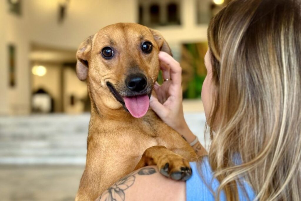 pesquisa-mostra-bairros-de-sao-paulo-onde-os-cachorros-vivem-melhor