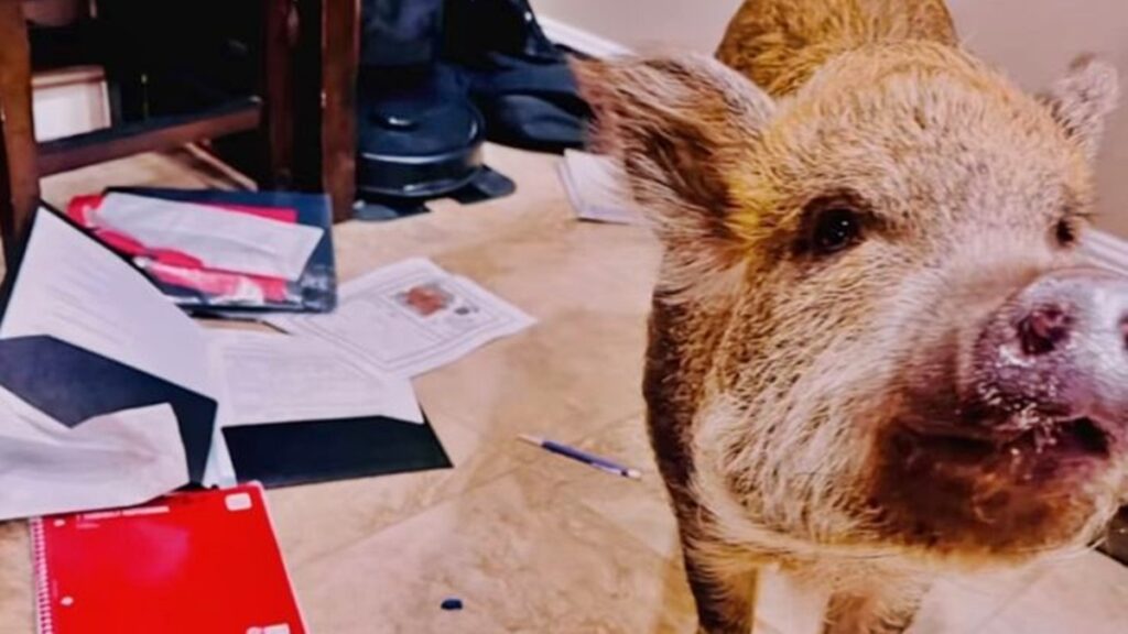 “meu-porco-comeu-a-tarefa”:-aluna-tem-dever-destruido-pela-propria-pet