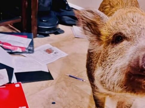 “meu-porco-comeu-a-tarefa”:-aluna-tem-dever-destruido-pela-propria-pet