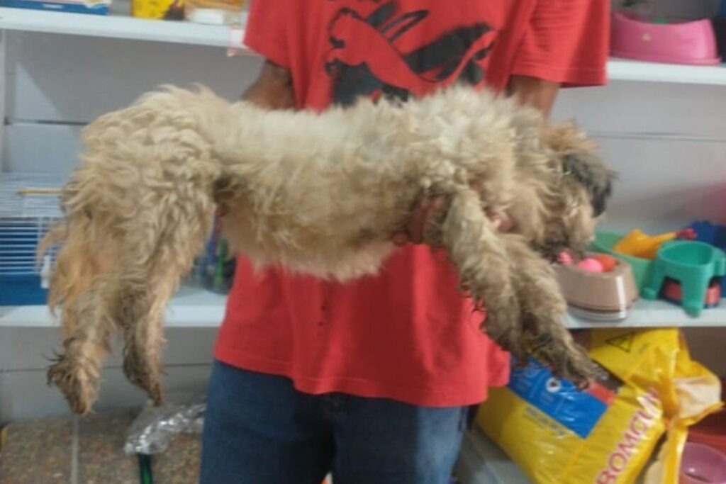 cachorro-e-resgatado-com-infeccao-grave-apos-passar-10-dias-sozinho