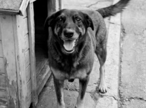cao-orelha:-policia-pede-internacao-de-adolescente-e-indicia-adultos