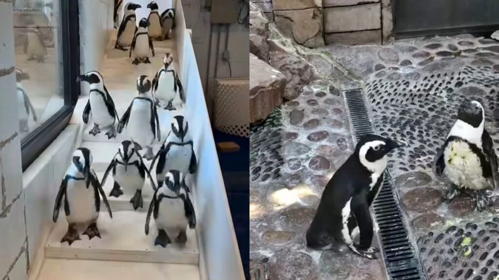 pinguins-com-frio?-onda-artica-leva-aquario-a-abrigar-20-aves-nos-eua