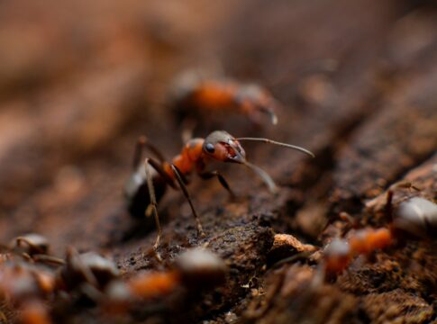 poluicao-faz-formigas-da-mesma-colonia-se-atacarem,-aponta-estudo