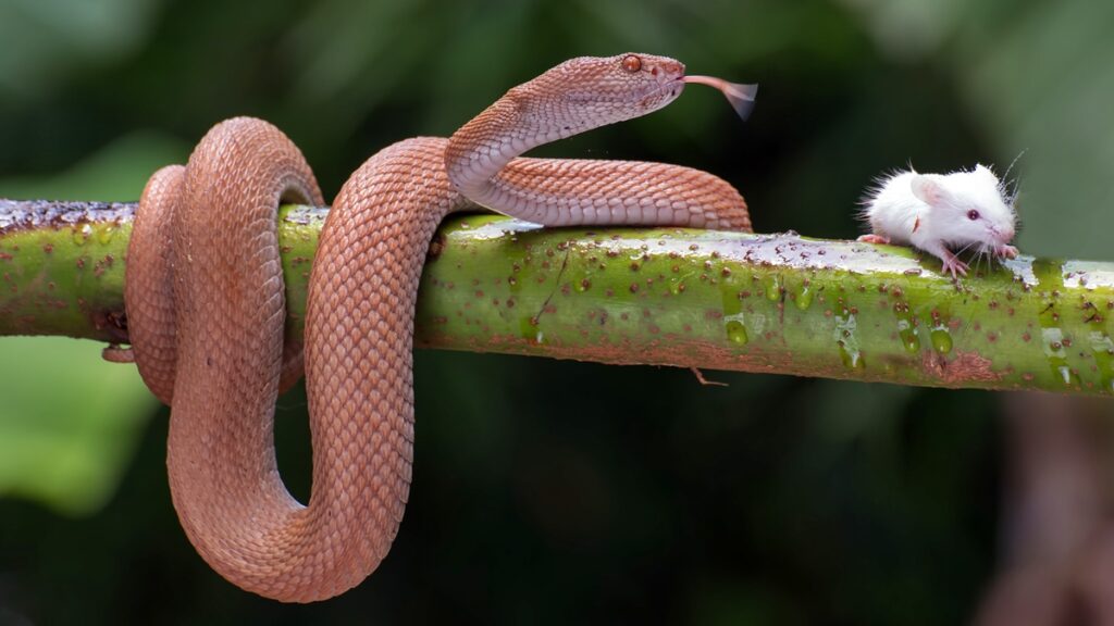 por-que-cobras,-aranhas-e-escorpioes-aparecem-mais-no-verao?