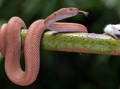 por-que-cobras,-aranhas-e-escorpioes-aparecem-mais-no-verao?