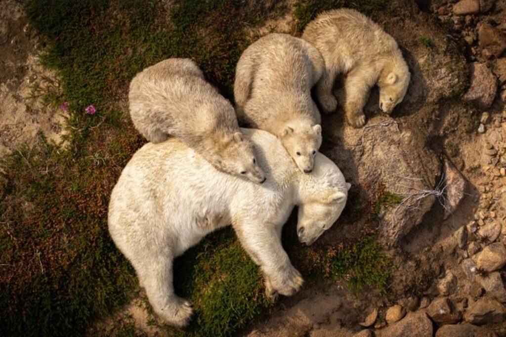 foto-de-ursa-polar-aliviando-calor-na-lama-retrata-mudancas-climaticas