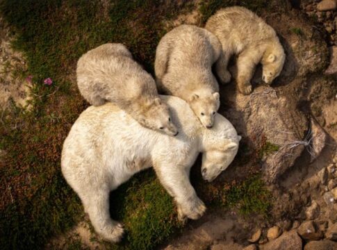 foto-de-ursa-polar-aliviando-calor-na-lama-retrata-mudancas-climaticas