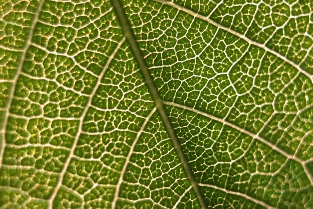 gene-achado-em-plantas-pode-contribuir-com-a-producao-de-medicamentos