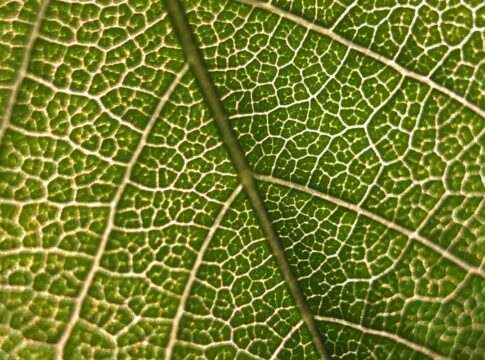 gene-achado-em-plantas-pode-contribuir-com-a-producao-de-medicamentos