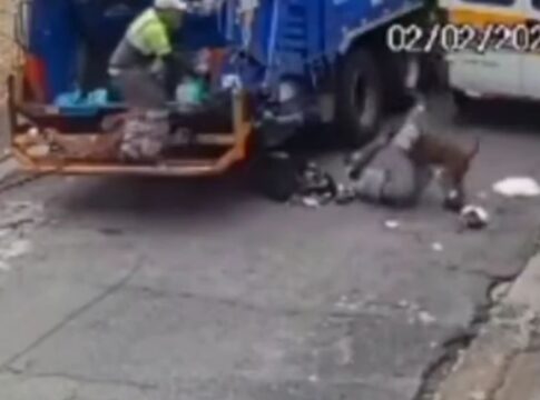 ataque-de-pit-bull-fere-coletores-de-lixo-e-arranca-dedo-de-um-deles.-video