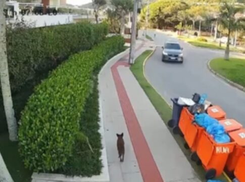 imagens-mostram-cao-orelha-andando-na-rua-apos-horario-da-agressao.-veja-video
