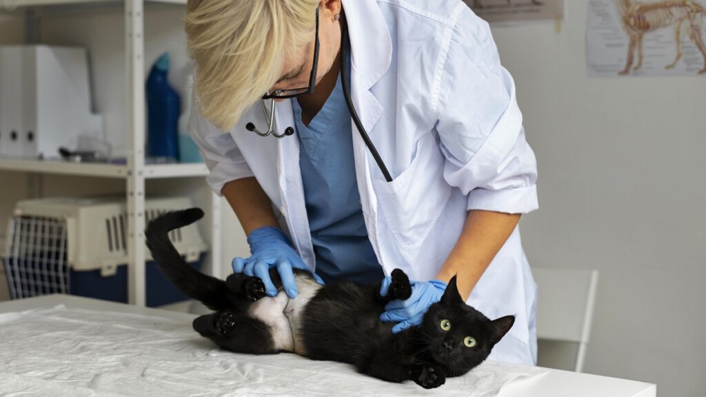 cuidar-dos-pets-tambem-inclui-check-up-anual,-alerta-veterinaria