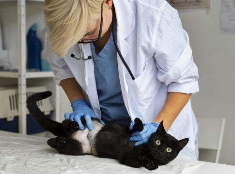 cuidar-dos-pets-tambem-inclui-check-up-anual,-alerta-veterinaria