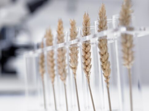 nutricionista-revela-se-todos-alimentos-transgenicos-sao-cancerigenos