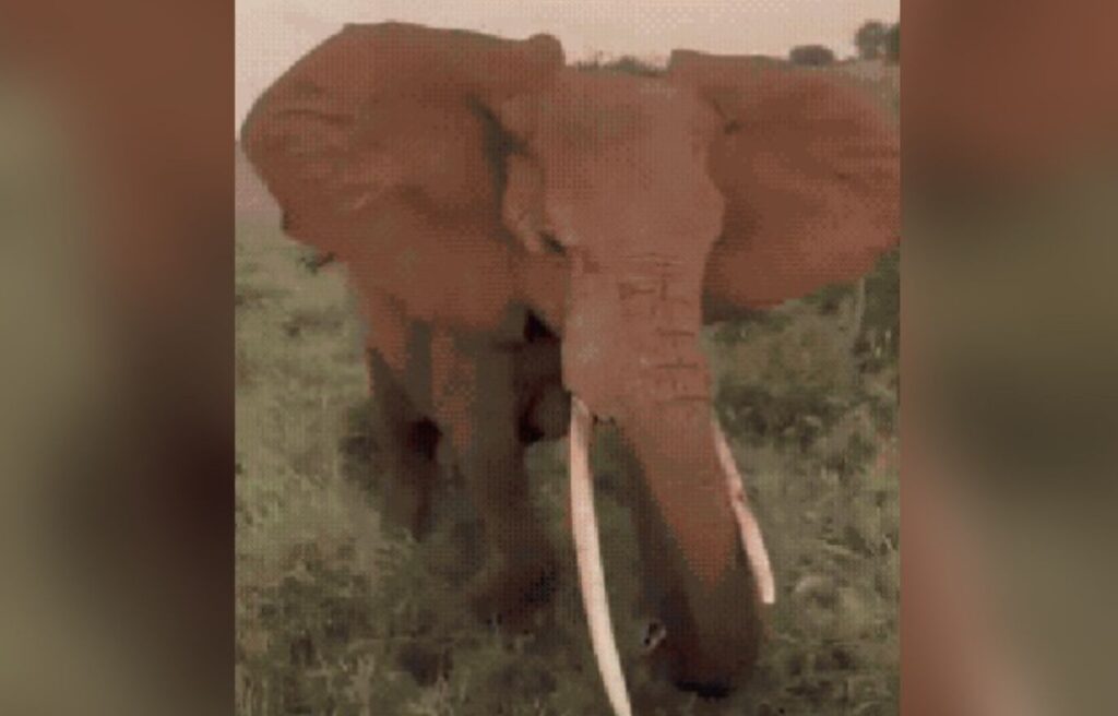 elefante-avanca-contra-turistas-e-causa-panico-em-safari-na-africa.-video