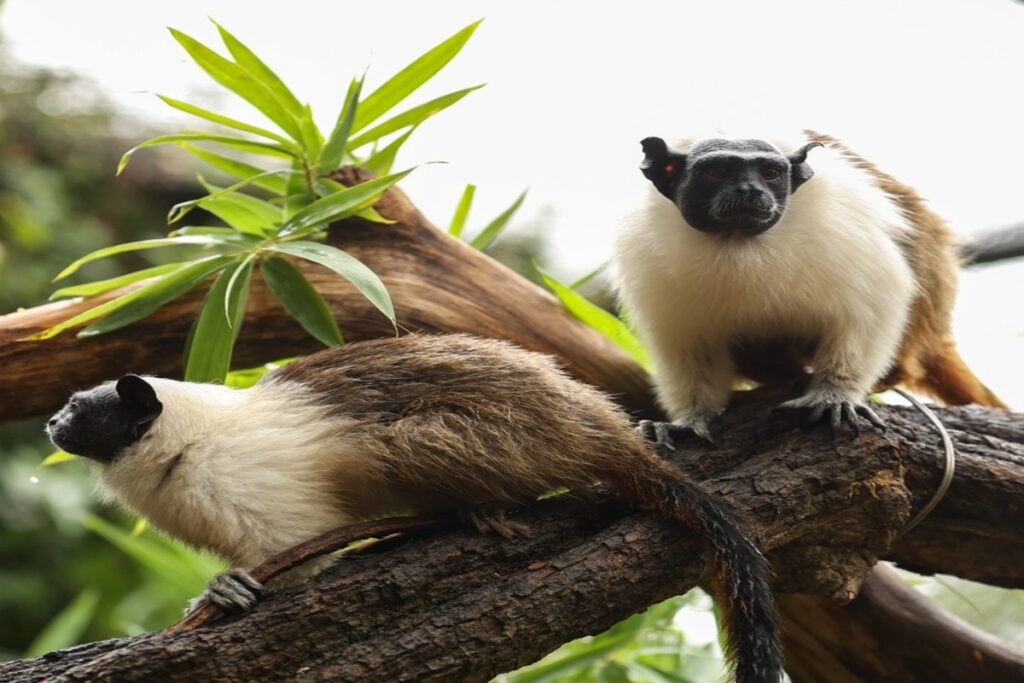 zoo-abre-enquete-para-escolha-de-nomes-de-filhotes-de-saium-de-coleira