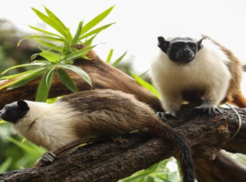 zoo-abre-enquete-para-escolha-de-nomes-de-filhotes-de-saium-de-coleira