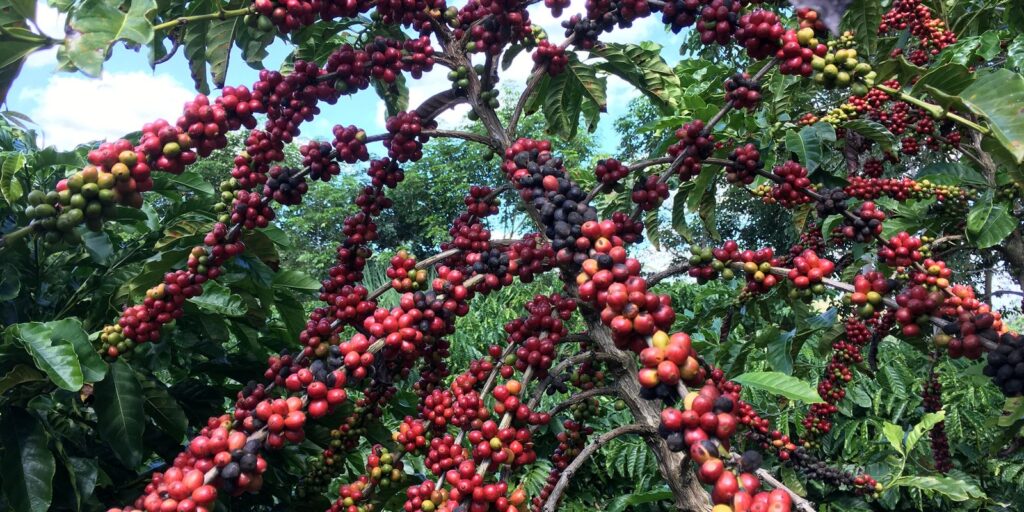 Conab prevê colheita recorde de café com crescimento de 17,1% em 2026 conab-preve-colheita-recorde-de-cafe-com-crescimento-de-17,1%-em-2026