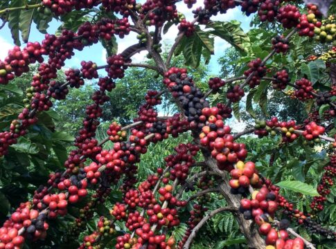conab-preve-colheita-recorde-de-cafe-com-crescimento-de-17,1%-em-2026