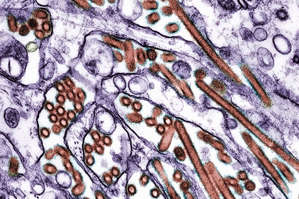 nova-vacina-nasal-mostra-protecao-promissora-contra-gripe-aviaria-h5n1