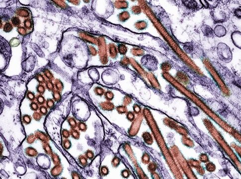 nova-vacina-nasal-mostra-protecao-promissora-contra-gripe-aviaria-h5n1