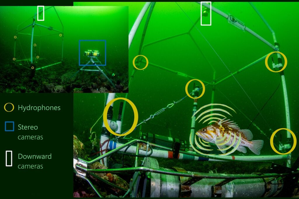 peixes-falantes:-estudo-identifica-a-“voz”-de-8-especies-aquaticas