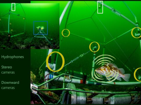 peixes-falantes:-estudo-identifica-a-“voz”-de-8-especies-aquaticas