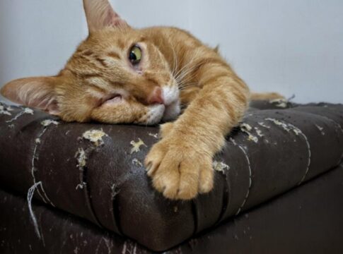 por-que-seu-gato-arranha-os-moveis-e-como-evitar-que-isso-aconteca