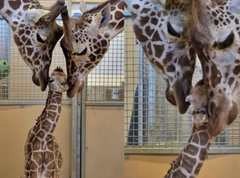 amor-sem-medidas!-girafas-vivem-momento-de-ternura-com-filhote-em-zoo