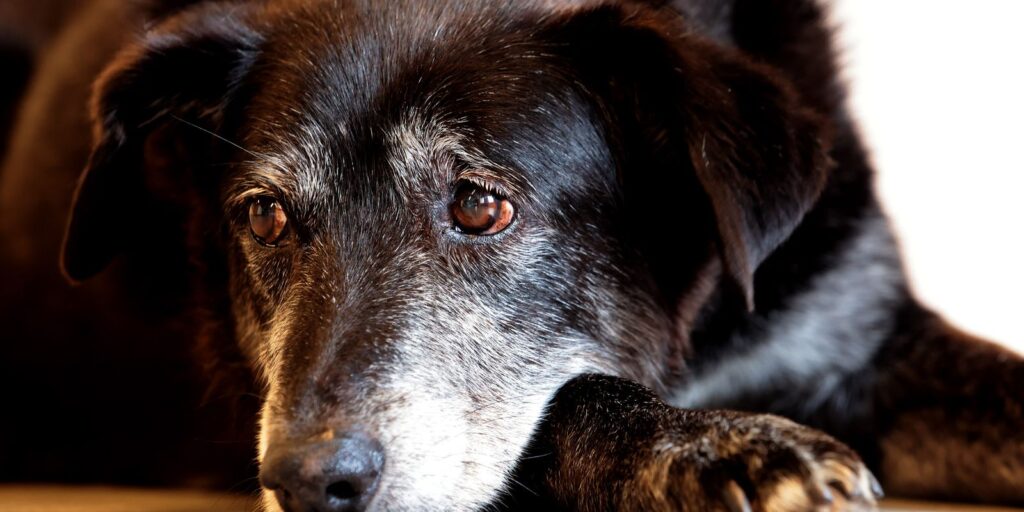 Rio ganha Núcleo de Proteção e Defesa dos Animais rio-ganha-nucleo-de-protecao-e-defesa-dos-animais