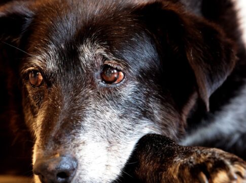 rio-ganha-nucleo-de-protecao-e-defesa-dos-animais