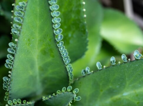 plantas-medicinais:-esperanca-de-terapia-acessivel-contra-o-cancer