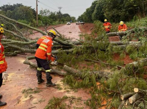 temporal-derruba-arvores-em-varias-regioes-do-df
