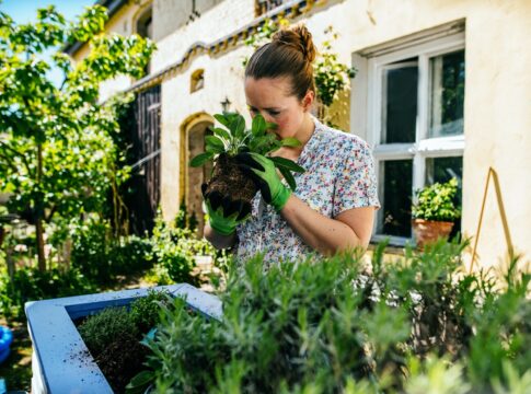 cinco-plantas-que-ajudam-a-limpar-as-toxinas-do-quarto