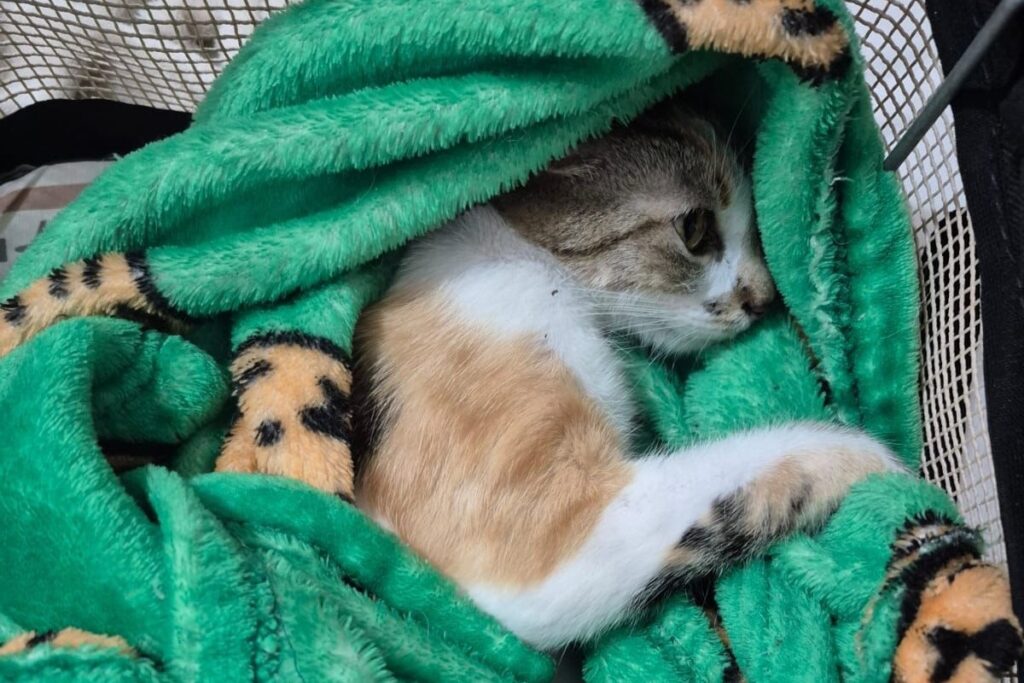 mulher-e-presa-em-flagrante-apos-jogar-gata-do-12o-andar-em-curitiba