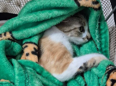 mulher-e-presa-em-flagrante-apos-jogar-gata-do-12o-andar-em-curitiba