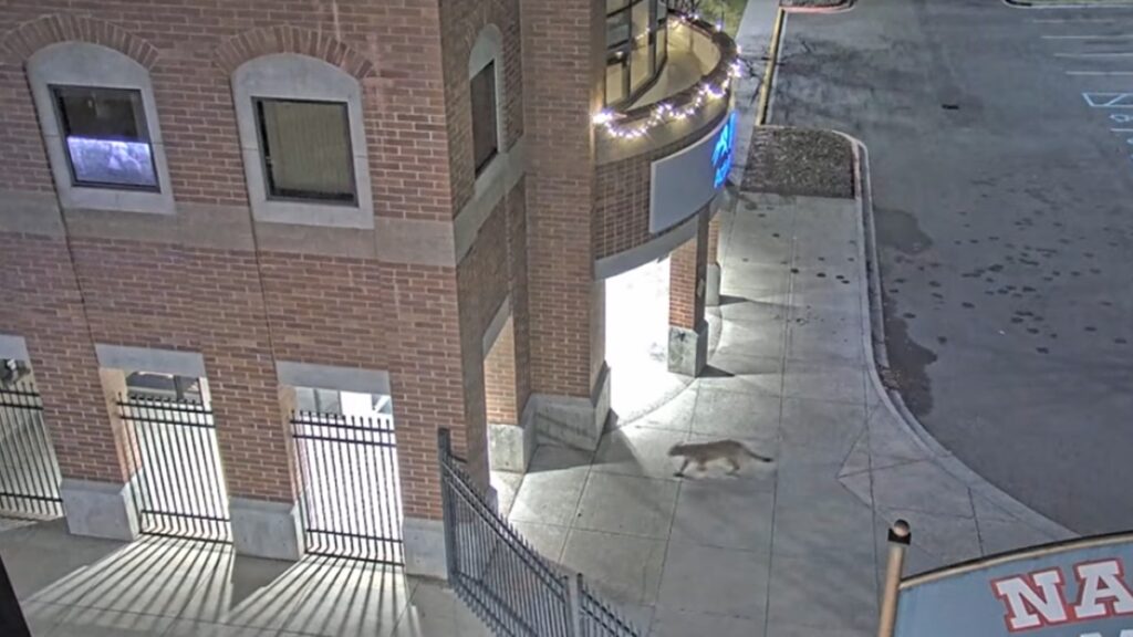 felino-raro-e-submetido-a-eutanasia-apos-ficar-2-dias-andando-por-faculdade