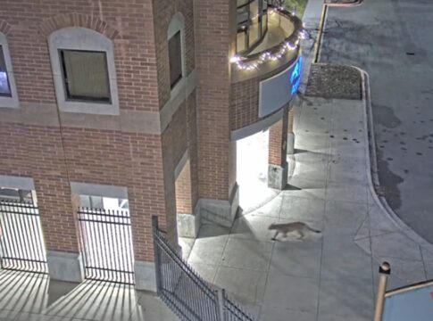 felino-raro-e-submetido-a-eutanasia-apos-ficar-2-dias-andando-por-faculdade