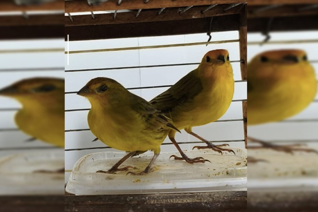 passarinhos-tipicos-do-cerrado-sao-apreendidos-em-casas-do-df