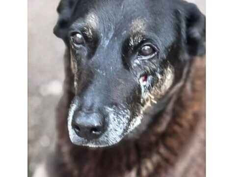 policia-quer-apreender-passaporte-de-envolvido-na-morte-do-cao-orelha